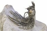 Alien-Looking Quadrops Trilobite - Fantastic Preparation #382871-1